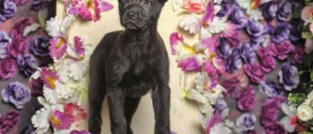 Lab Terrier mix in a floral background