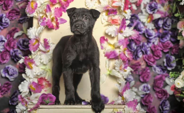 Lab Terrier mix in a floral background