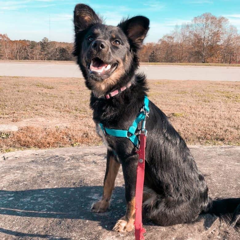 Lab Terrier mix in a sunny field