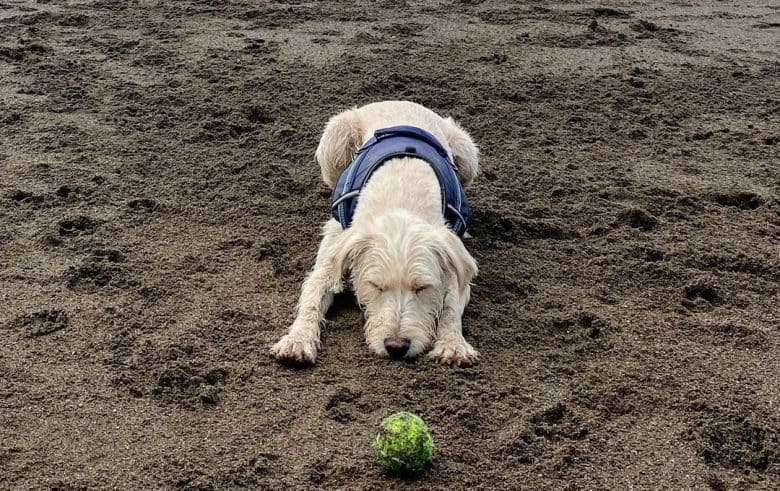 Lab Terrier mix playing at the beach