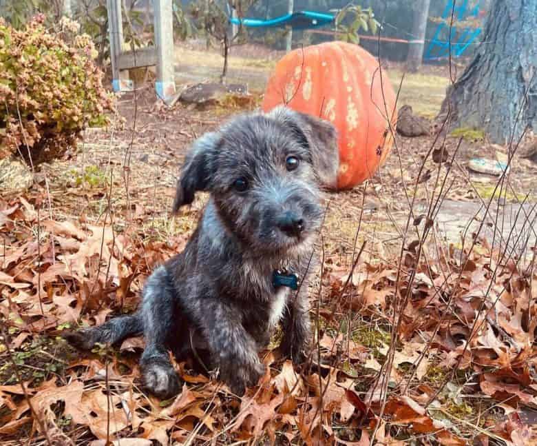 Cute Lab Terrier mix puppy