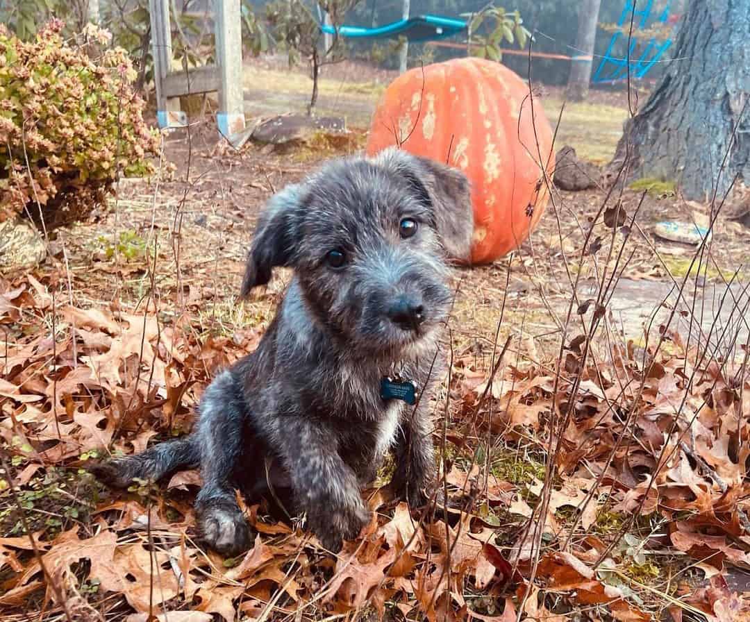 Lab Terrier Mixes Which Dog is the Perfect Pet for You? K9 