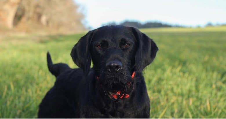 Black Lab Pointer mix posing in the field