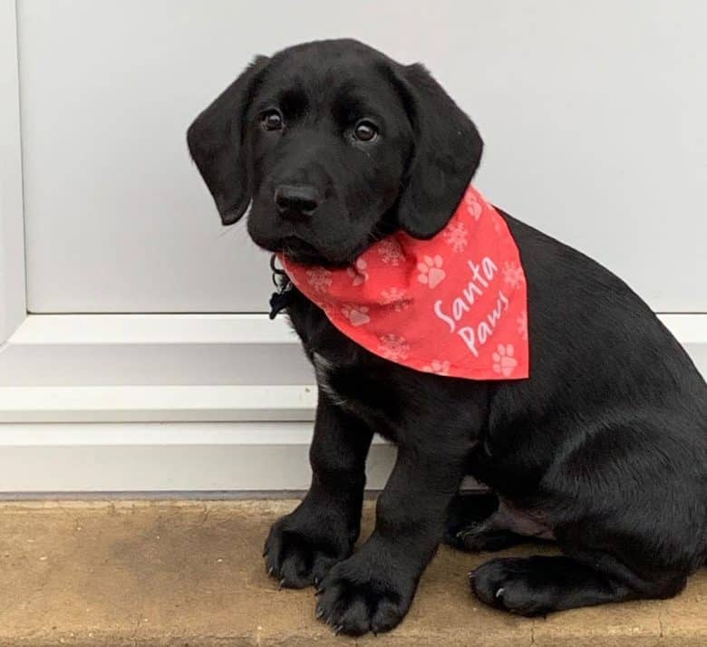 Labrador Pointer mix puppy