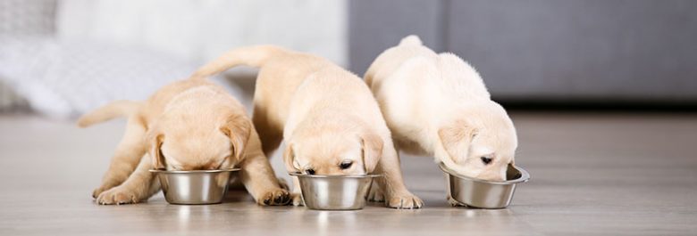 ラブラドール-レトリーバーの子犬が食べ物を食べている