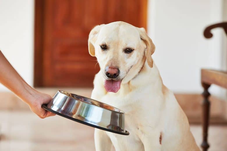 A Labrador Retriever looking at food bowl