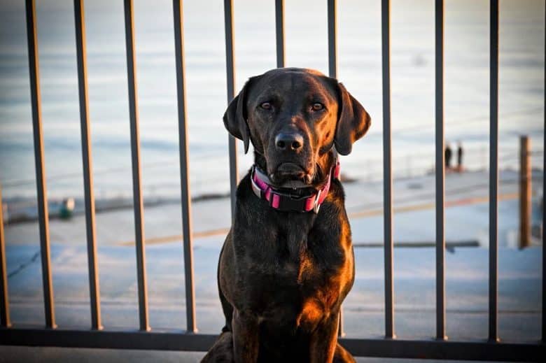 Labrador Retriever and Pit Bull mix dog