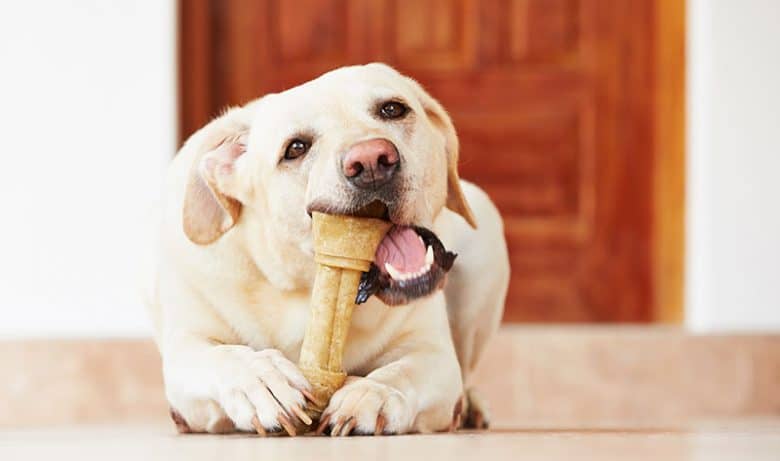 Labrador Retriever tugga en benbehandling