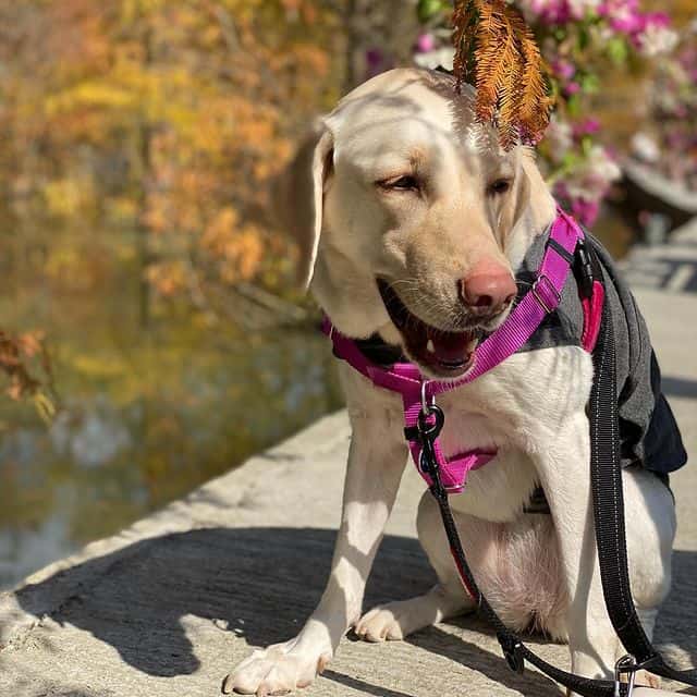 Adorable Labrador Retriever posing outdoor