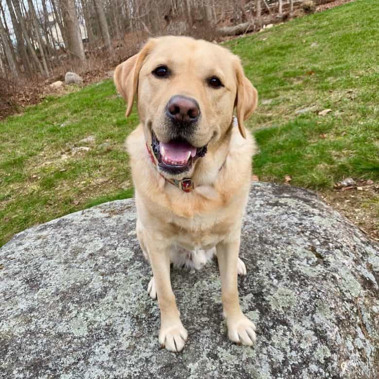 Smiling Labrador Retriever named Magnus