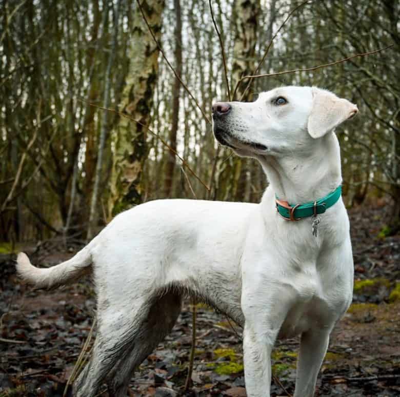 Labrador Retriever dog walking in the forest