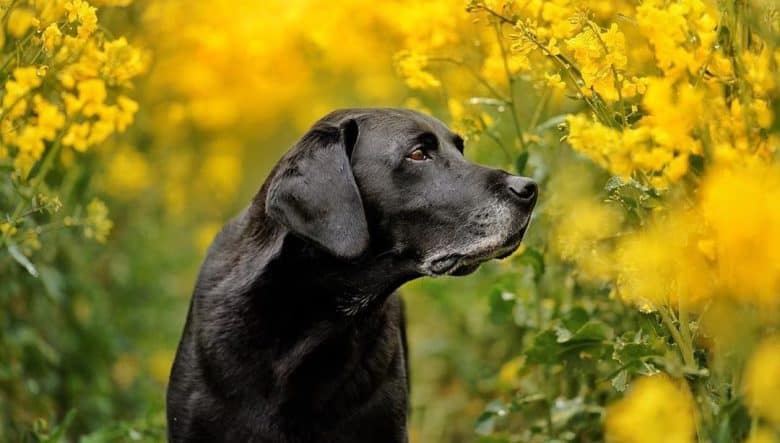 Labrador Retriever in a beautiful flower garden