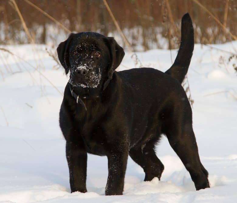 sort Labrador Retriever i sneen