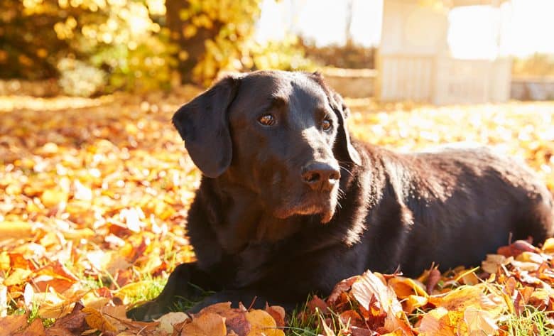 Labrador Retriever a földön fekszik, tele őszi levelekkel