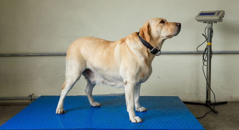 Labradorský retrívr na váhové stupnici