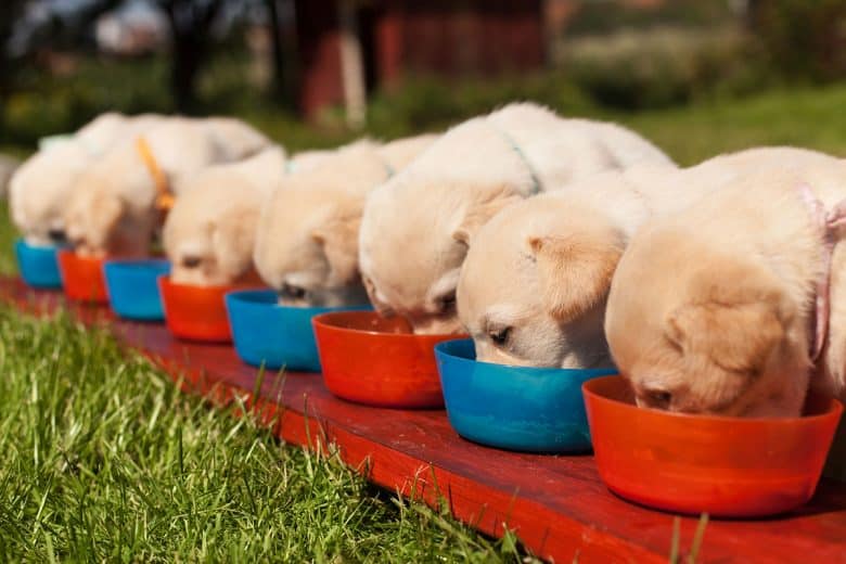 Labrador Retriever puppies eating simultaneously