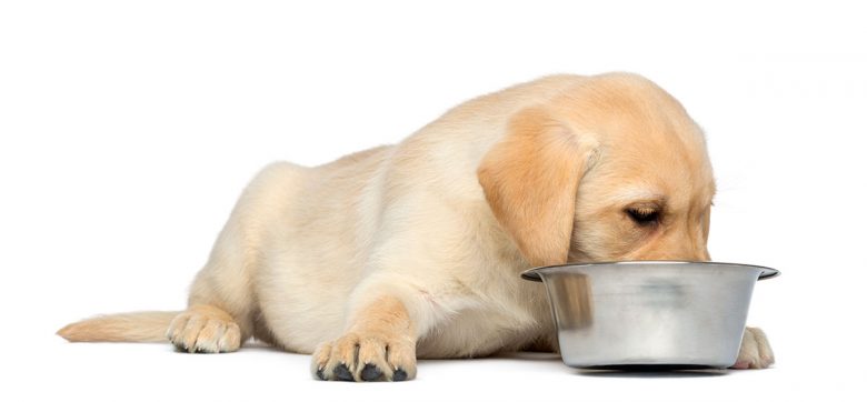 Cucciolo di Labrador Retriever che mangia cibo