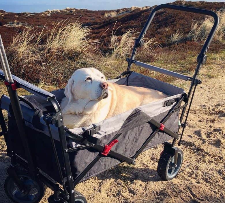  Labrador Retriever montado en un carrito de playa