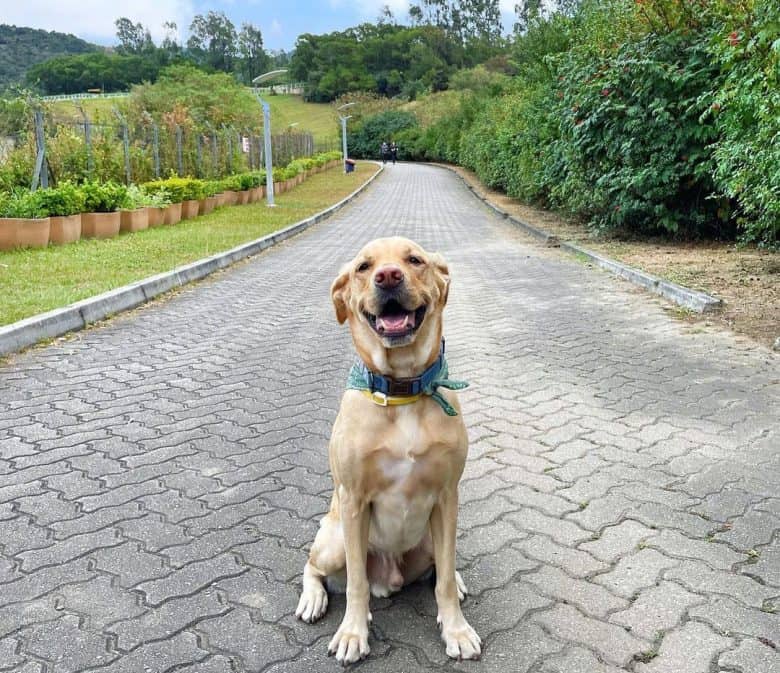 Labrador Retriever ül a parkban