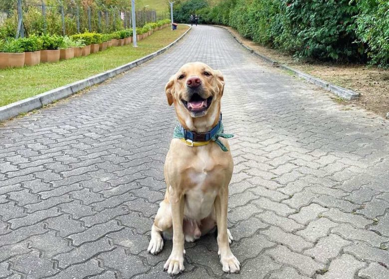 Labrador Retriever sitting on the park