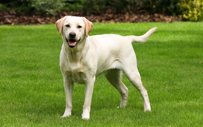 Yellow Labrador Retriever standing in the green grass lawn