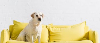 A Labrador sitting on a yellow sofa