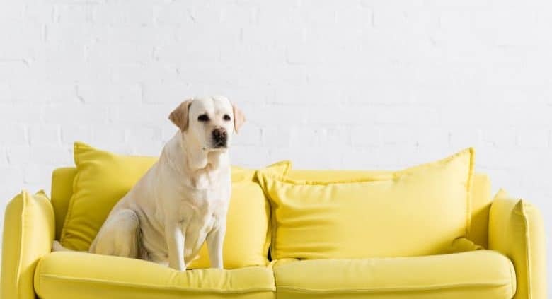 A Labrador sitting on a yellow sofa