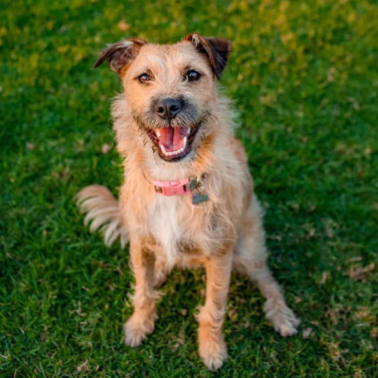 Labrador Terrier mix smiling at the owner