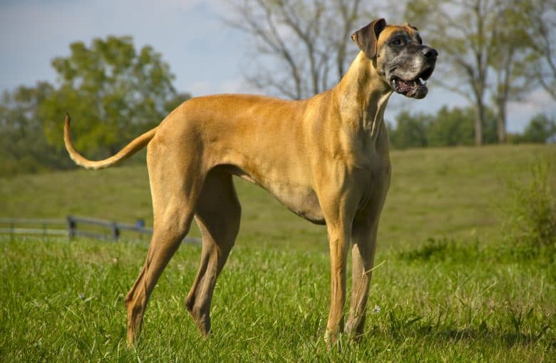 Great Dane standing in grassy field