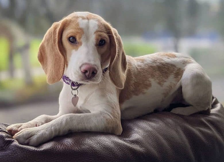 Lemon and white colored Beagle dog lying on the leather seat