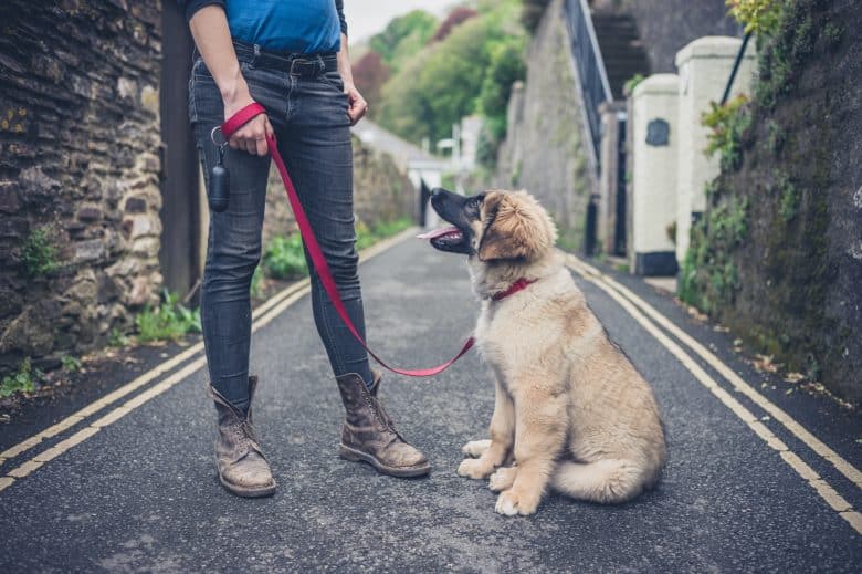 A Leonberger being trained by a woman