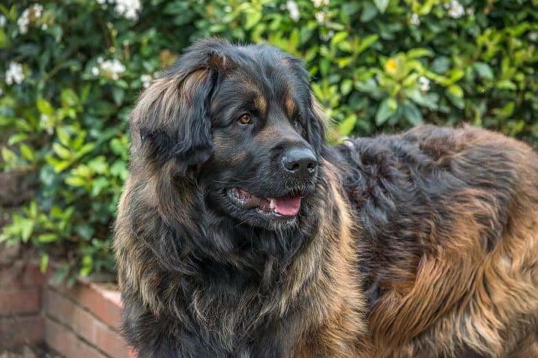 A huge Leonberger dog smiling