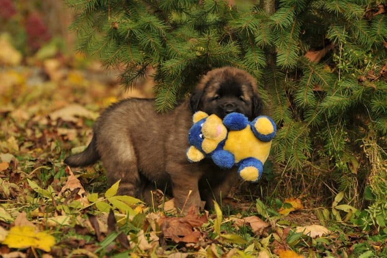 A Leonberger puppy in the forest biting a teddy bear