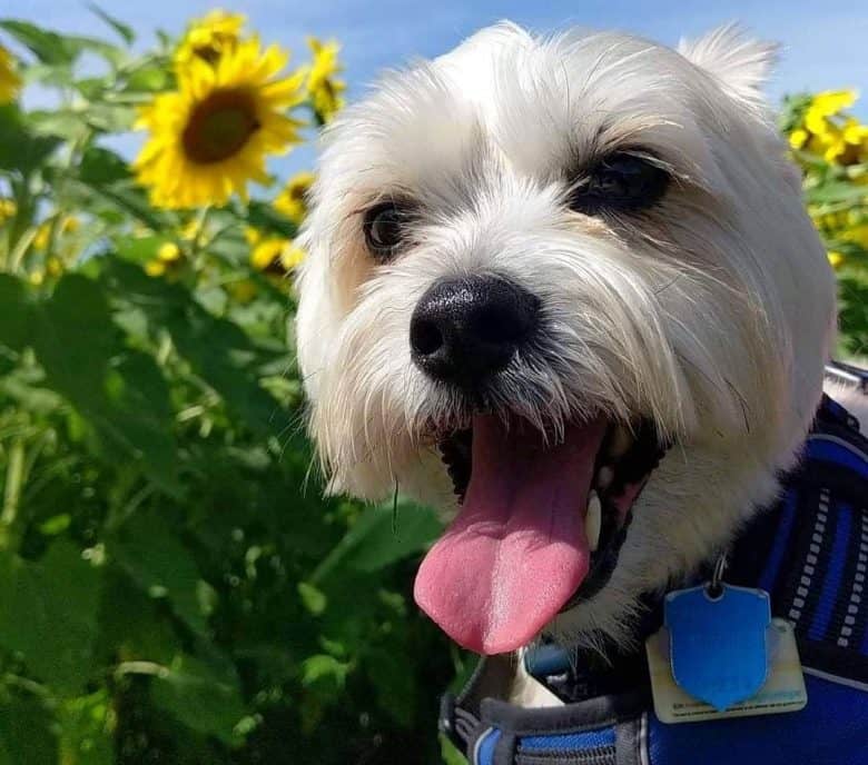 Lhasa Apso and Schnauzer mix dog