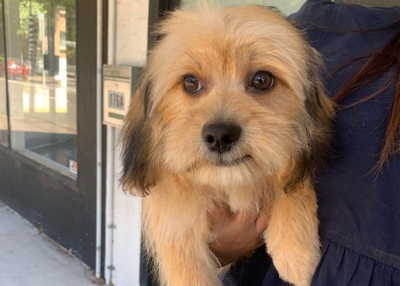 Lhasa Apso and Shih Tzu mix dog carried by the owner