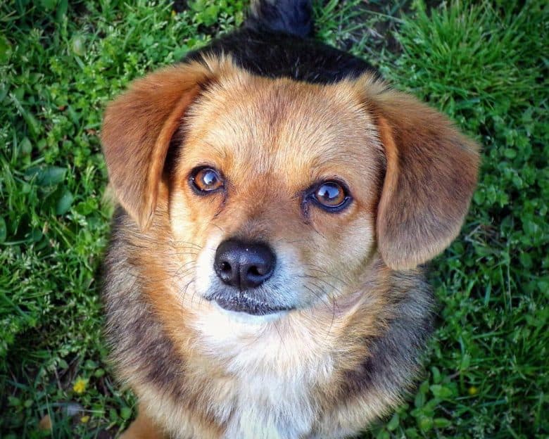 Little Beagle Pomeranian mix dog portrait