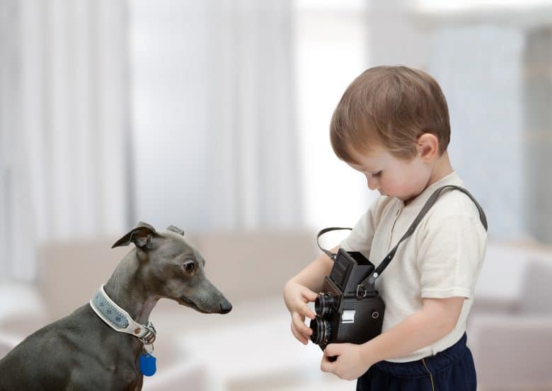 Italian Greyhound with a little boy
