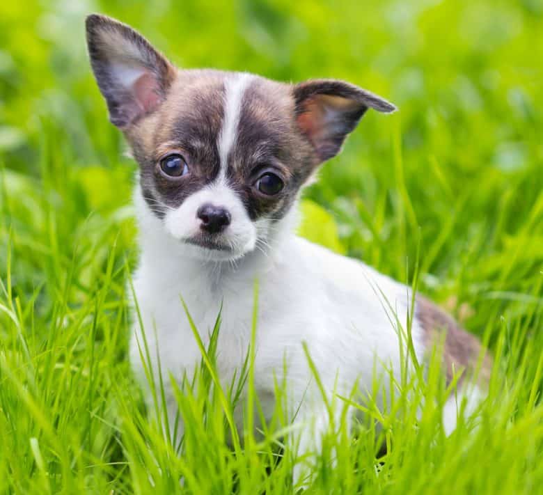 Little Chihuahua in the grassland