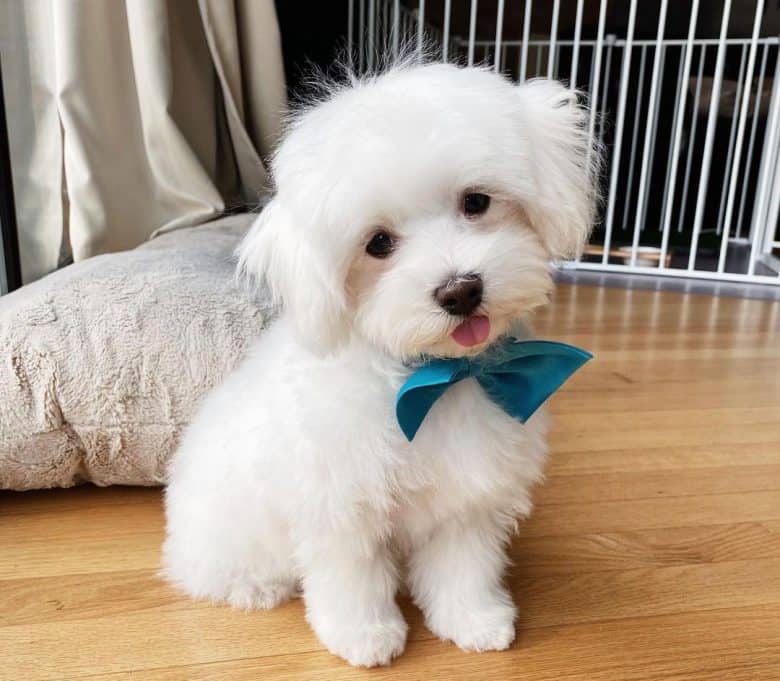 Little Maltese puppy with blue bow tie