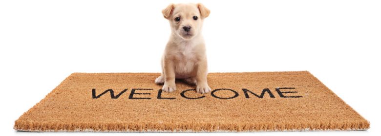 Little puppy dog sitting on a door mat