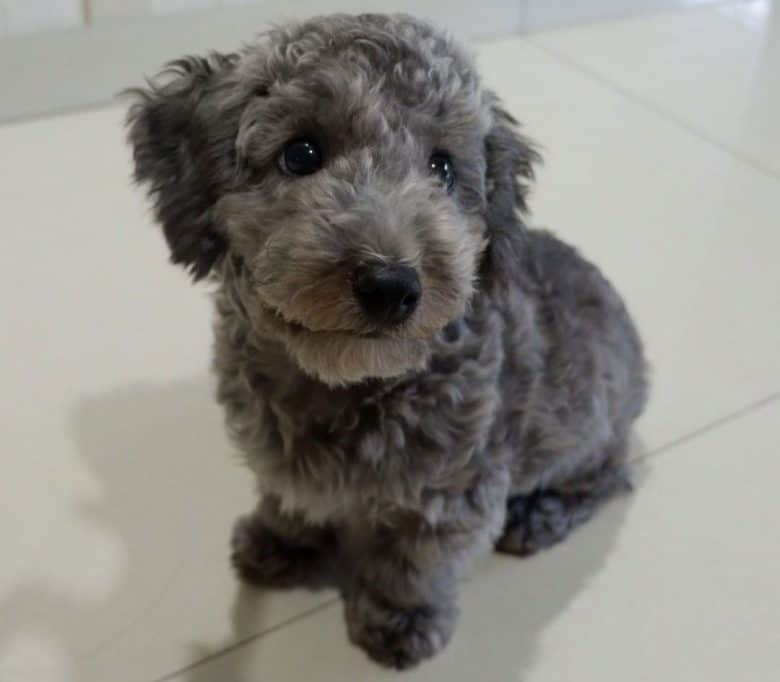 Little Silver Poodle puppy