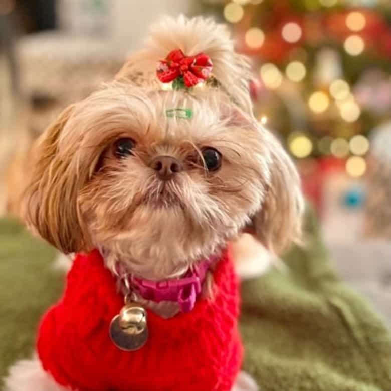 Liver Shih Tzu dog wearing Christmas outfit