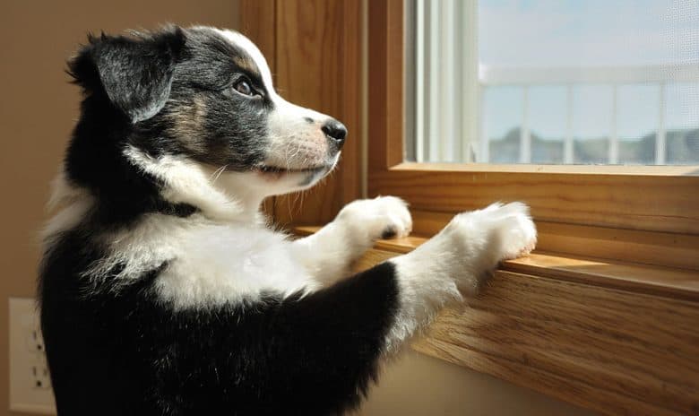 Lonely Australian Shepherd puppy looking at the window
