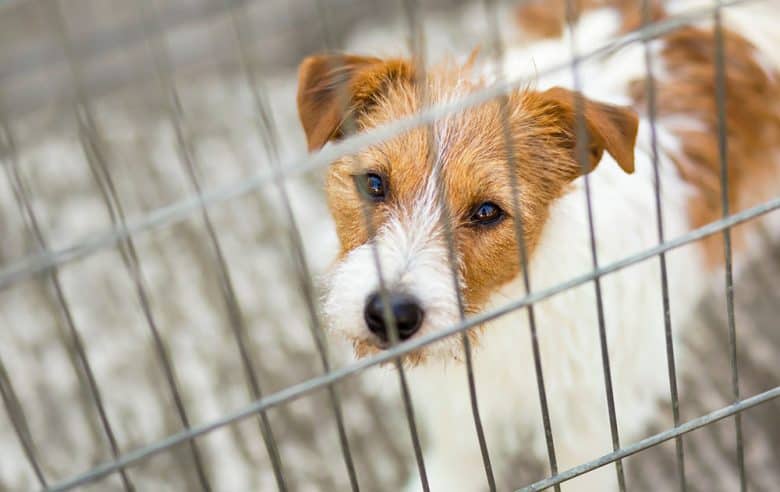 Lonely portrait of dog inside the crate