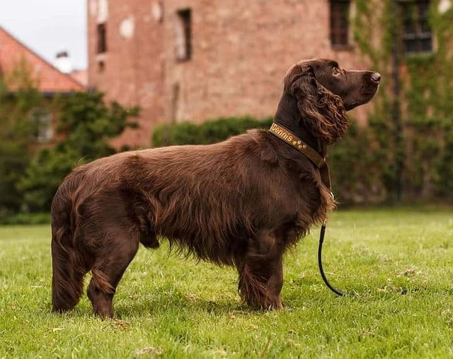 A standing long-haired Field Spaniel focusing