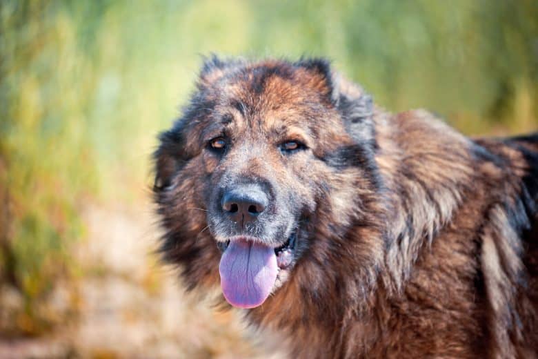 A long haired red Caucasian Shepherd dog