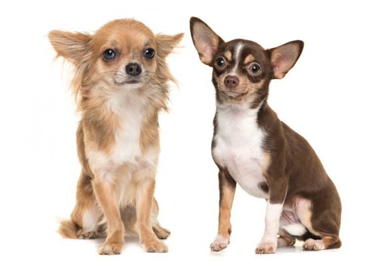 Long-haired Chihuahua on left vs short-haired Chihuahua on right