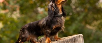 Long-haired Dachshund dog in a tree stump