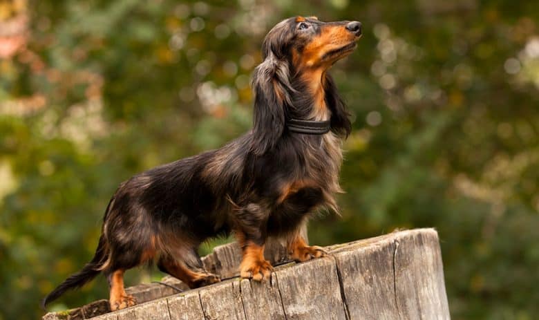 Long-haired Dachshund dog in a tree stump
