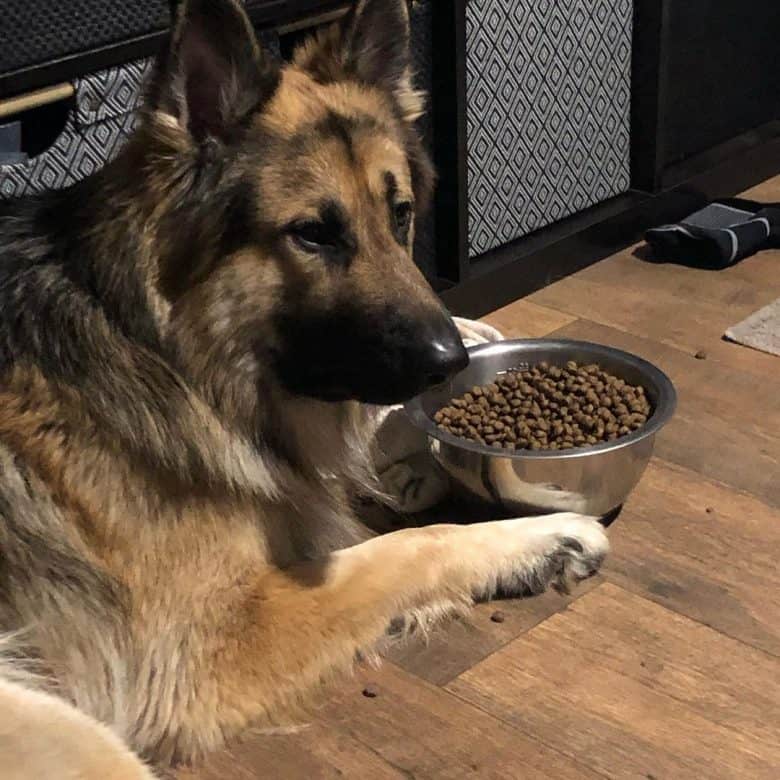 A long haired German Shepherd with dog food